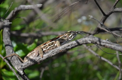 Chamaeleonidae
