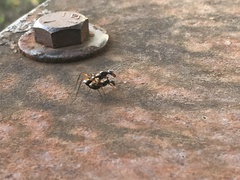Taeniaptera trivittata