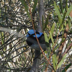 Malurus cyaneus leggei