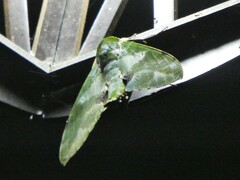 Euchloron megaera