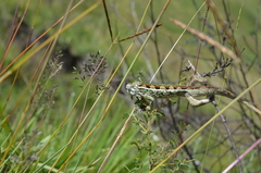 Chamaeleonidae