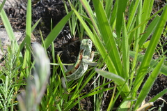 Chamaeleonidae