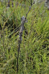 Chamaeleonidae