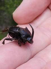 Phanaeus triangularis