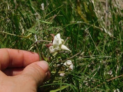 Araujia angustifolia