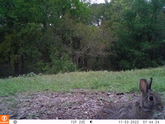 Sylvilagus floridanus