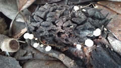 Strobilurus conigenoides