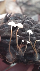 Strobilurus conigenoides