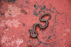 Atractus trilineatus