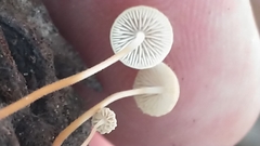 Strobilurus conigenoides