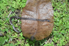 Atractus trilineatus