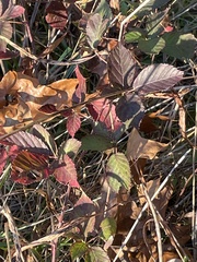 Rubus pensilvanicus