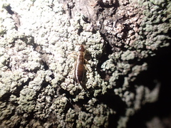 Forficula auricularia