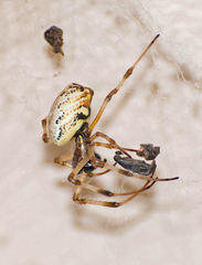 Nephilingis cruentata