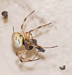 Nephilingis cruentata