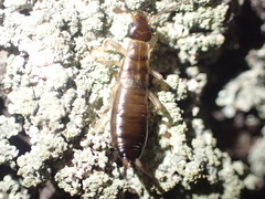 Forficula auricularia