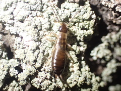 Forficula auricularia