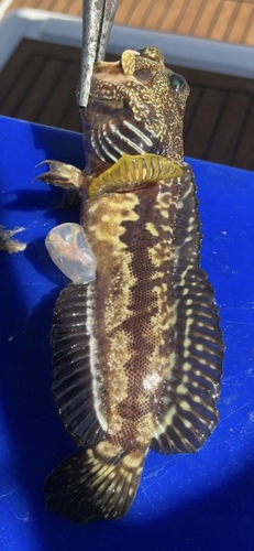 Black-spot jawfish (Opistognathus jacksoniensis) — Opistognathidae — 4