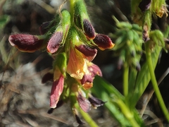 Wachendorfia multiflora