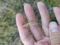 Anthoxanthum odoratum