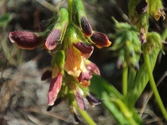 Wachendorfia multiflora