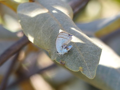 Paiwarria venulius