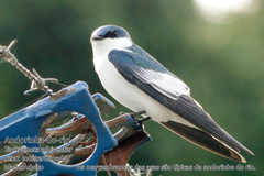 Tachycineta albiventer