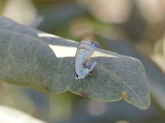 Paiwarria venulius