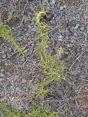 Cenchrus clandestinus