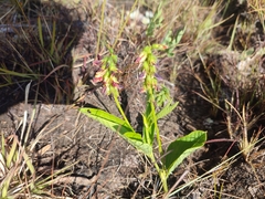 Wachendorfia multiflora