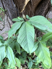 Syngonium angustatum