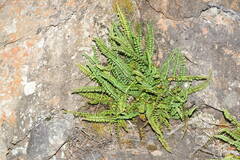 Asplenium trichomanes