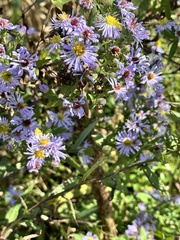 Symphyotrichum elliottii