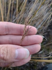 Festuca rubra