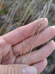 Festuca rubra