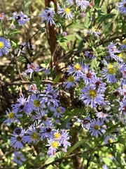 Symphyotrichum elliottii
