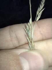 Festuca rubra