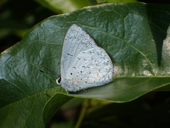 Eirmocides absimilis