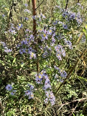 Symphyotrichum elliottii