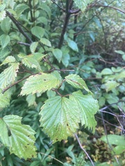 Viburnum recognitum