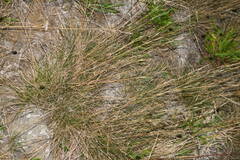 Festuca rubra