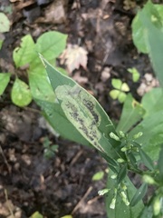 Nemorimyza posticata