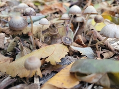 Psathyrella
