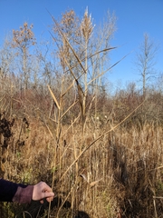 Phragmites australis