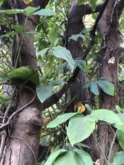 Syngonium angustatum