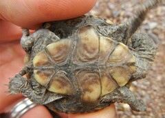 Kinosternon sonoriense