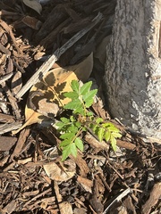Sapindaceae