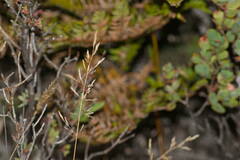 Agrostis capillaris