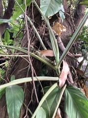 Syngonium angustatum