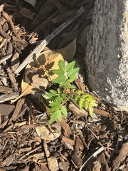 Sapindaceae